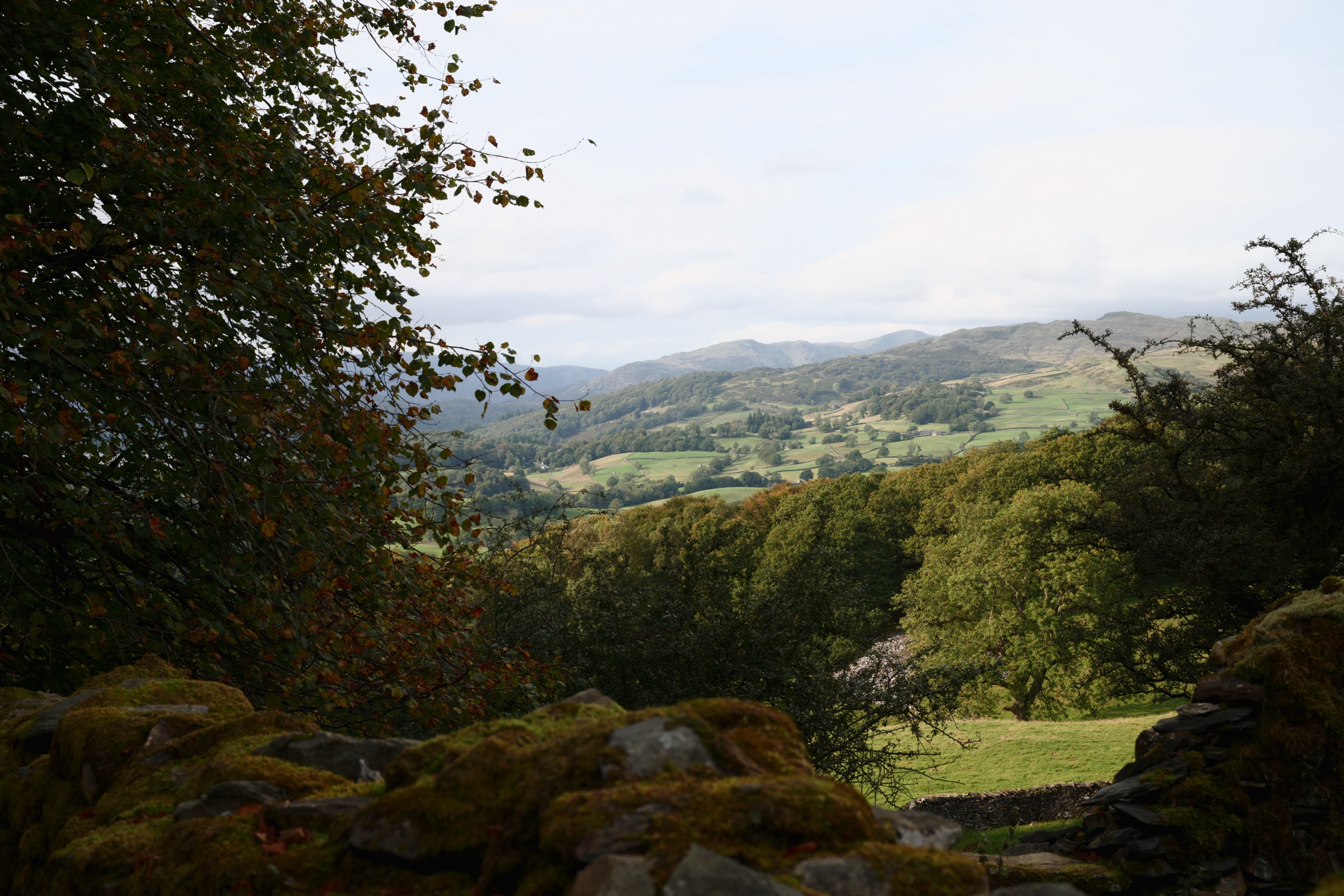 View from Orrest Head, Windermere, over a mossy dry stone wall